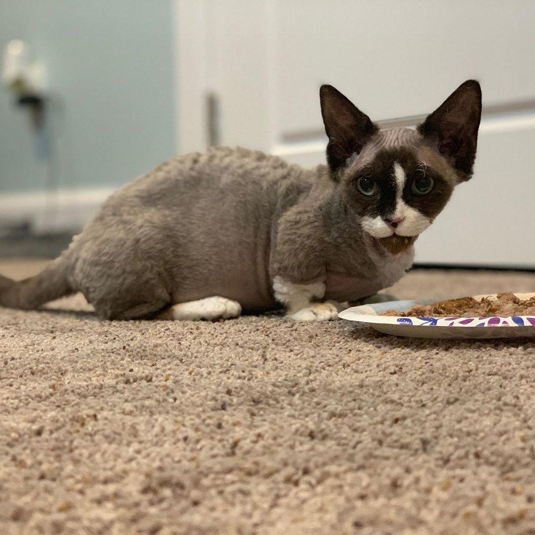 Двухлапая кошка