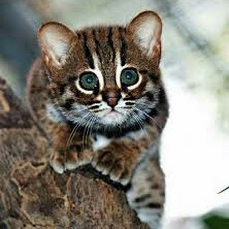 Канадский сфинкс Бамбино