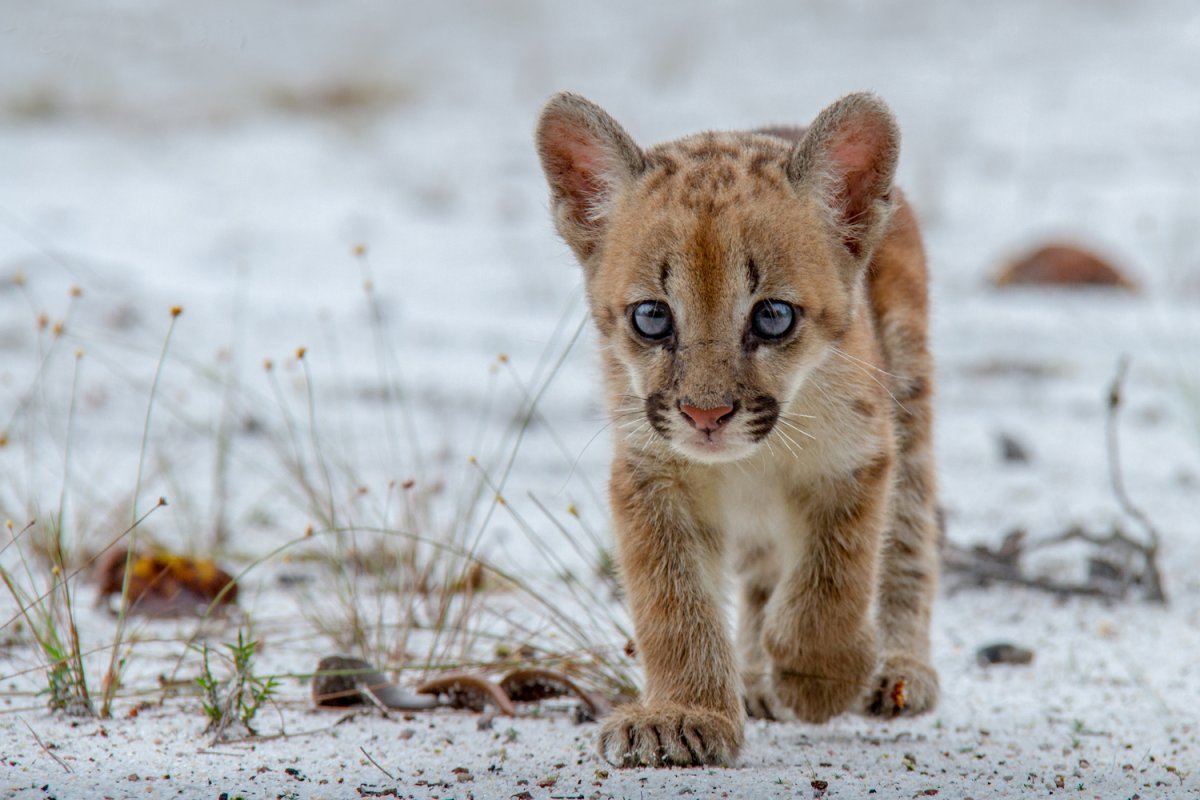 Карликовые котята