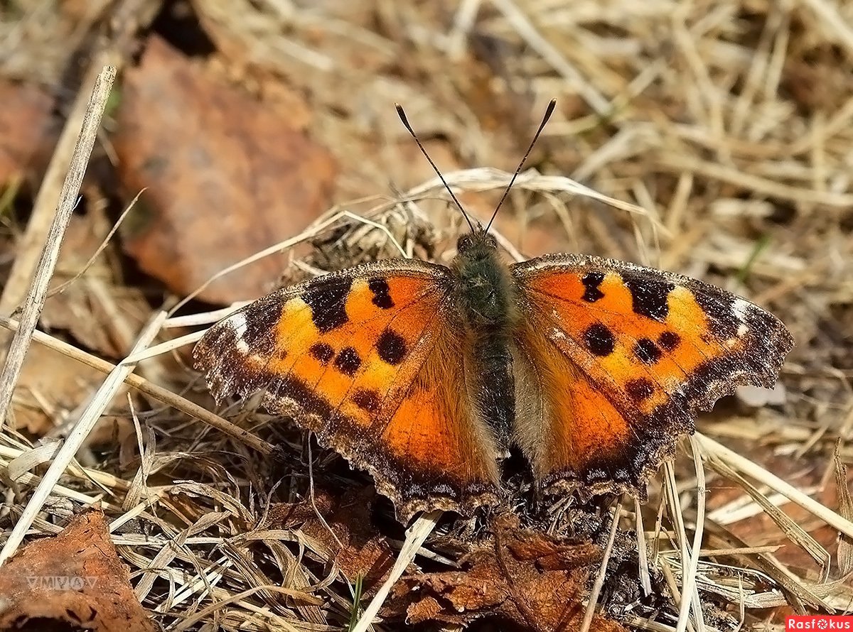 Западная многоцветница