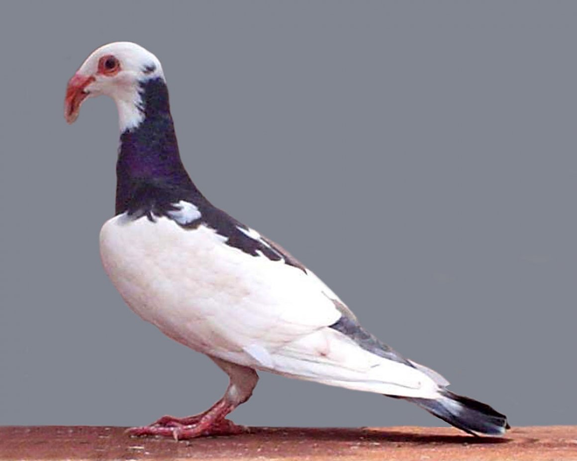 Турман голубь