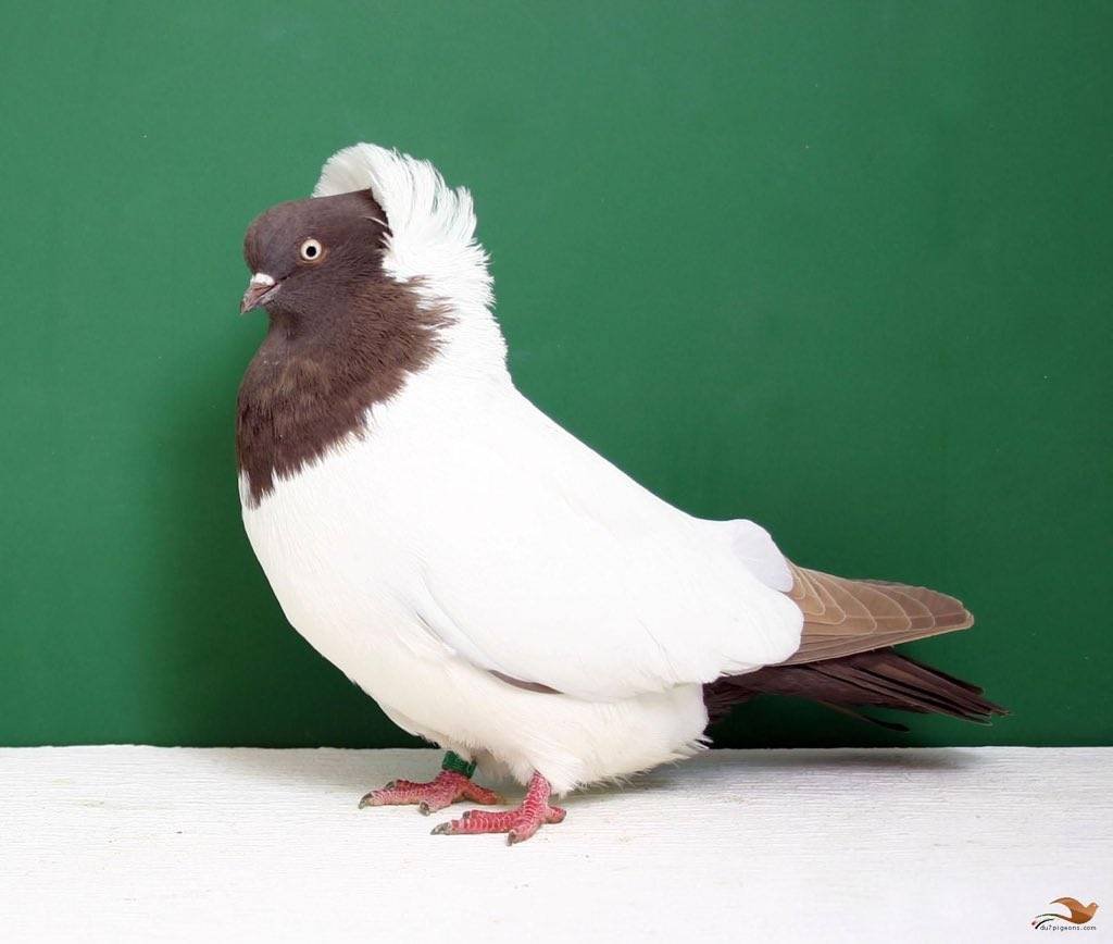 Голуби породы Каплан