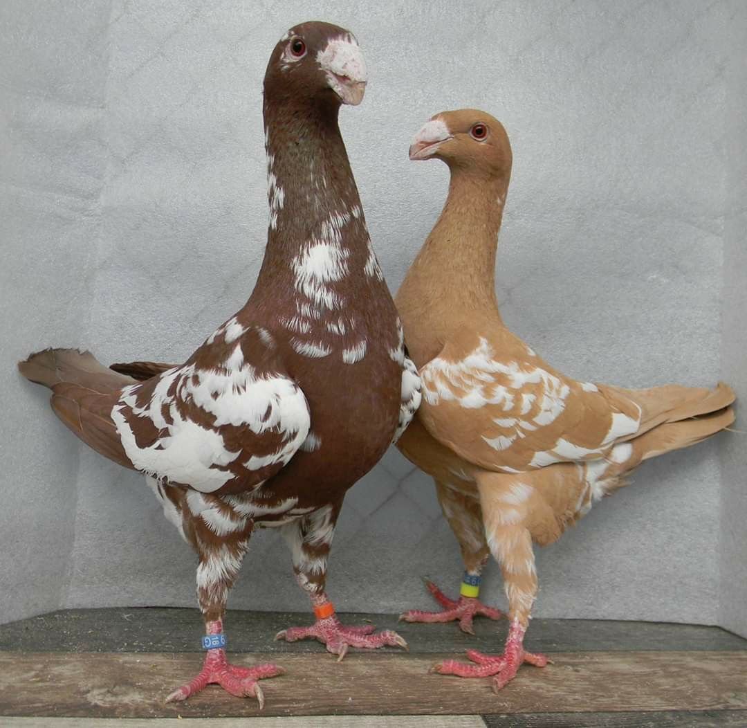 Порода голубей немецкий Кайзер