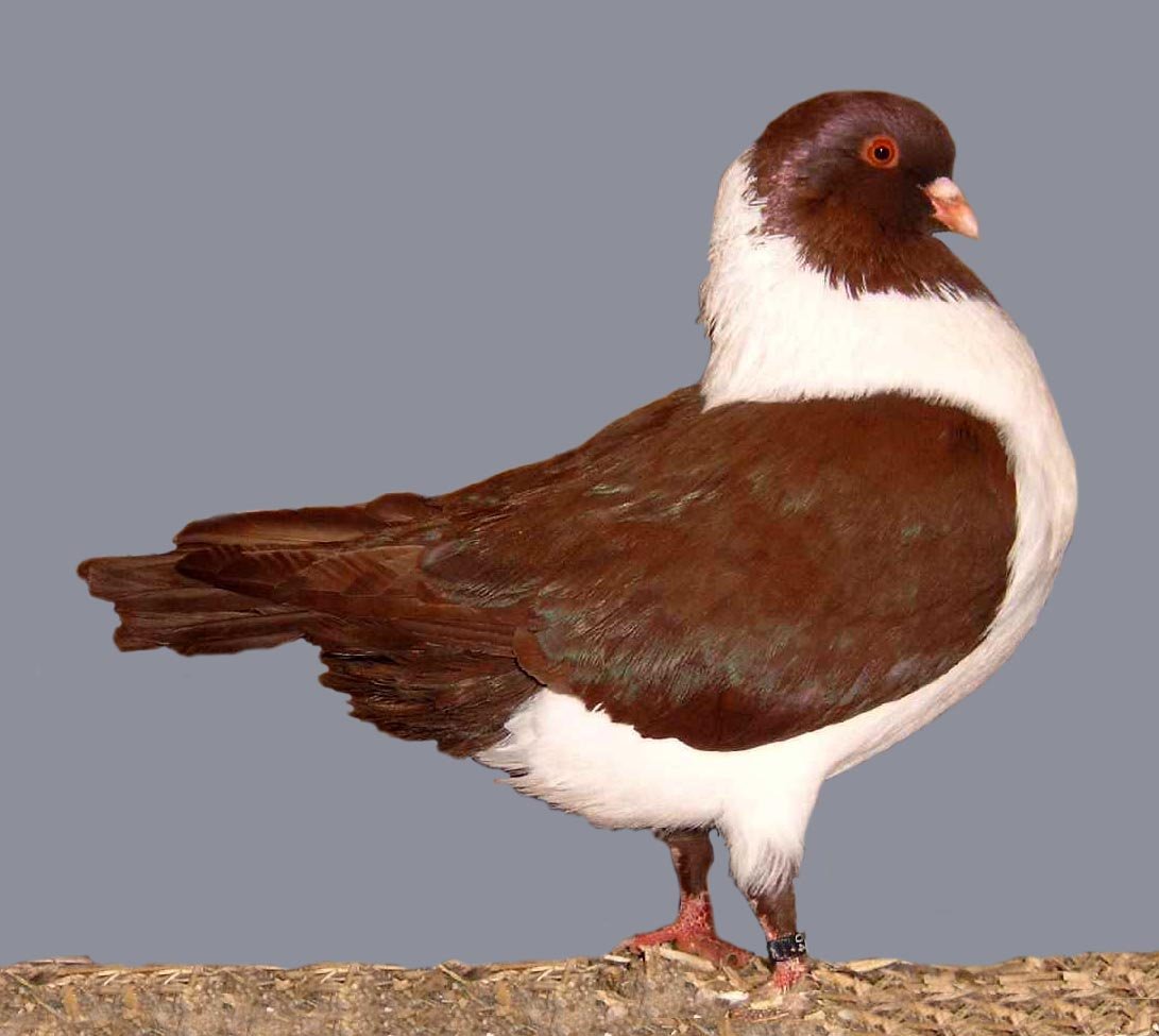 Короткоклювый Турман