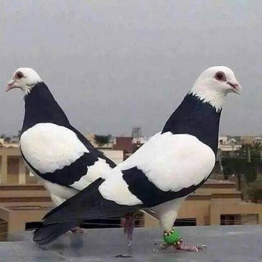 Кабутар голуби