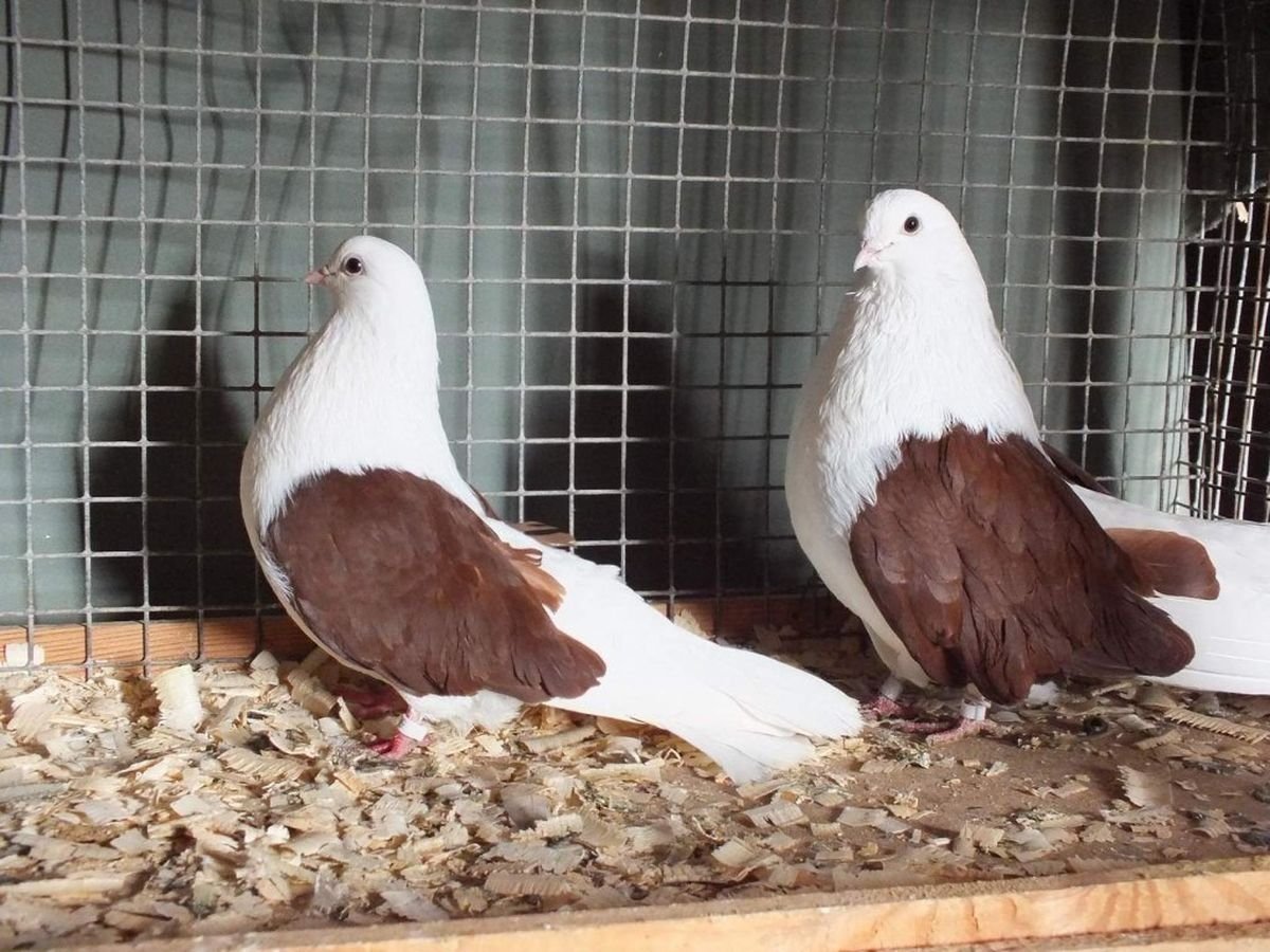 Разнообразие пород голубей