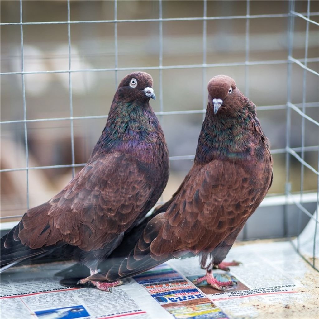 Кировоградские высоколетные голуби