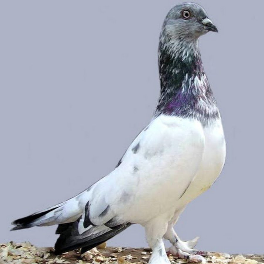 Порода голубей пакистанцы