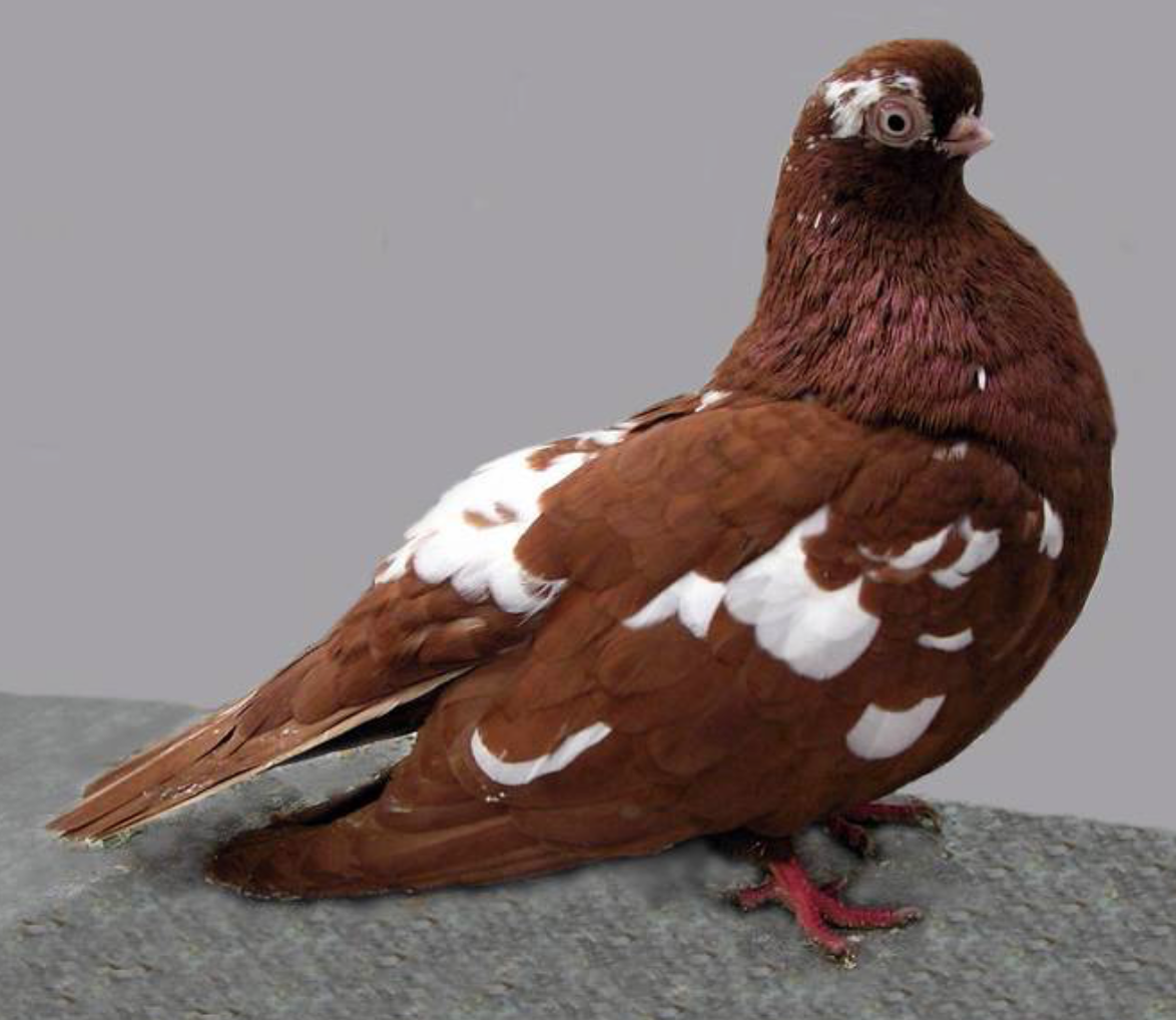 Голуби крестовые монахи