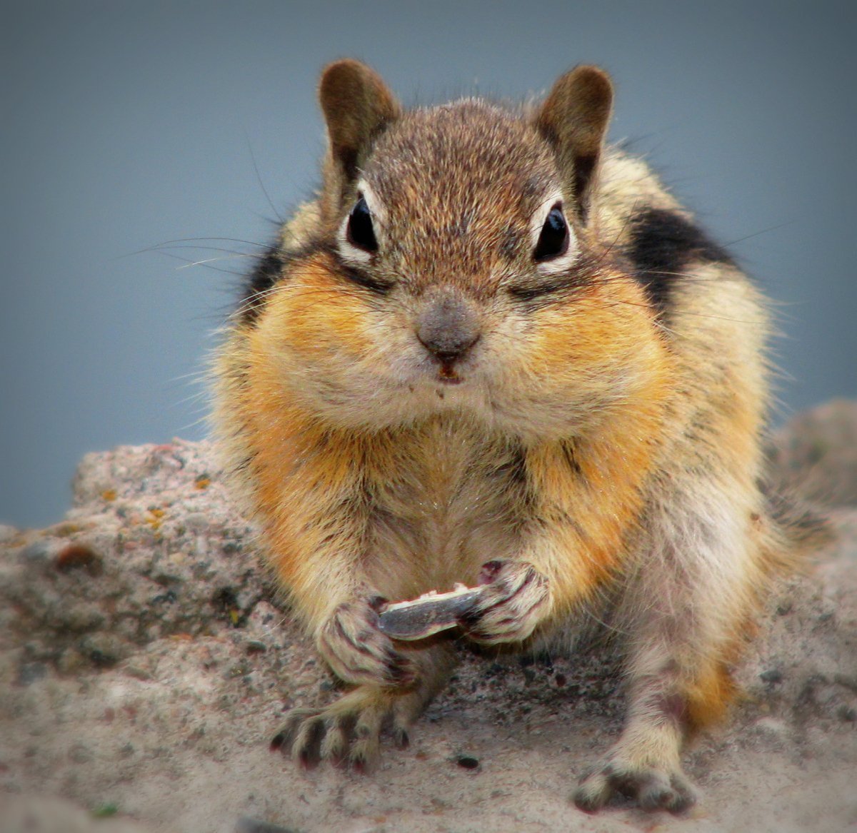 Рыжехвостый бурундук