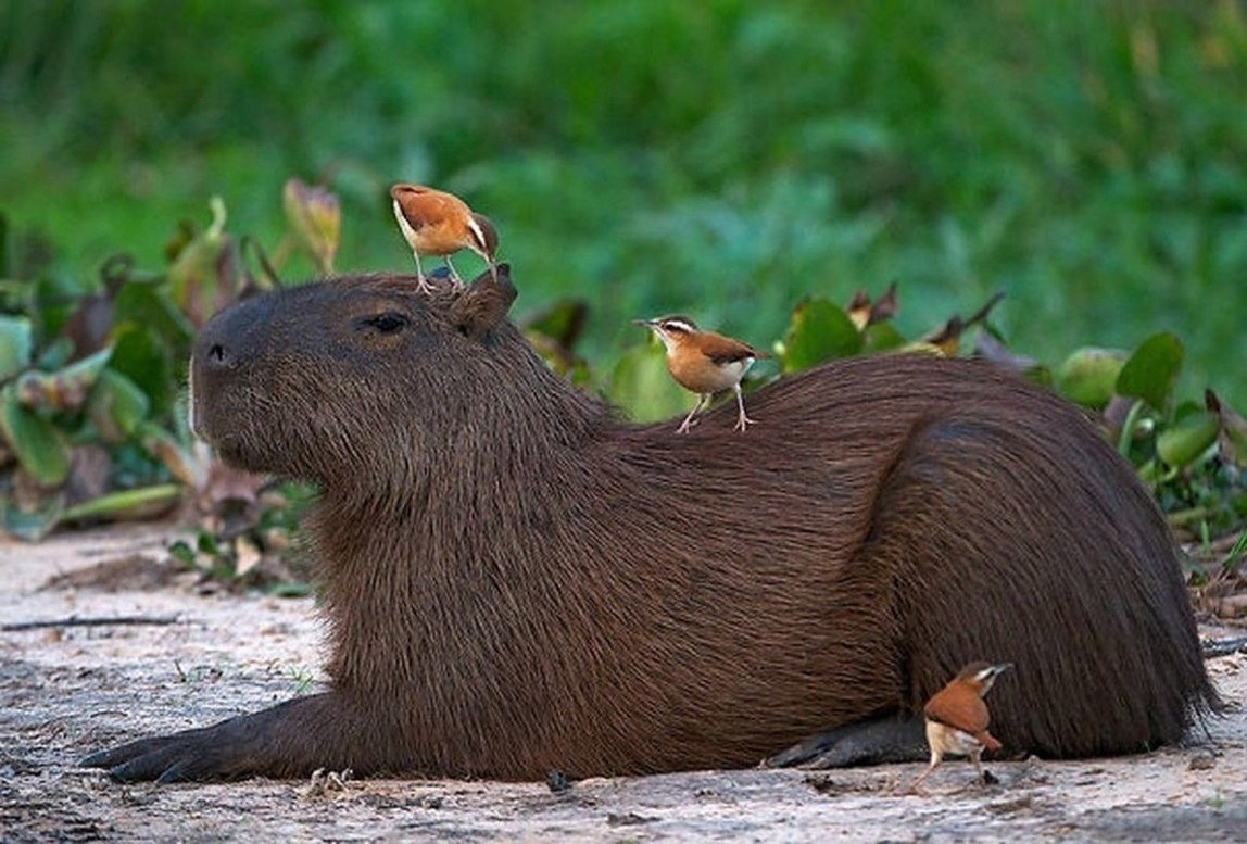 Нутрия и капибара