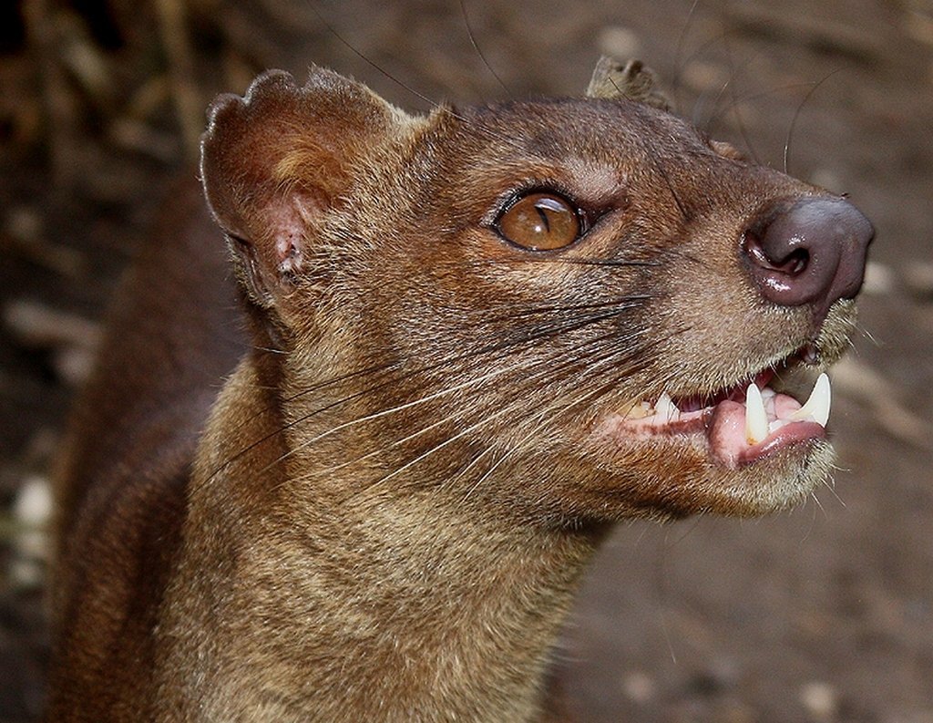 Самые страшные млекопитающие