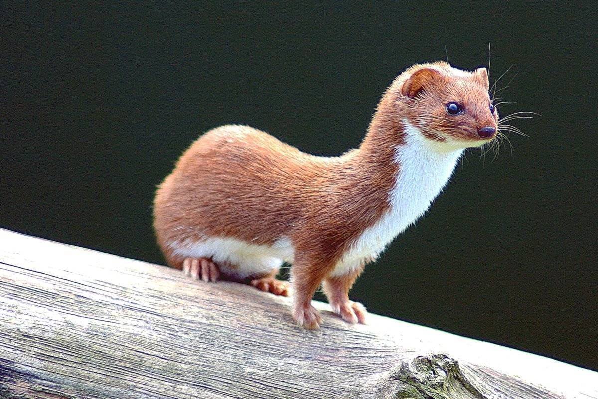 Ласка (зверек сем. Куньих)