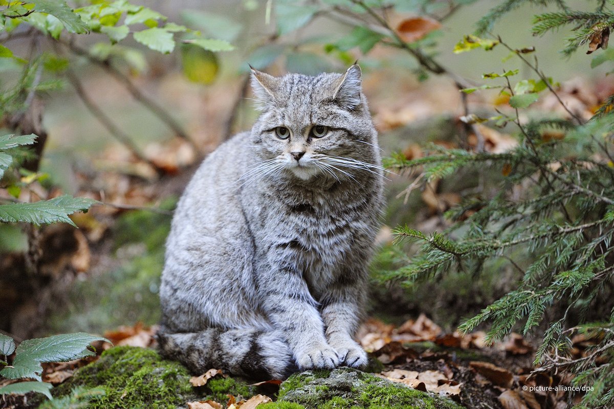 Канадская Рысь на дереве