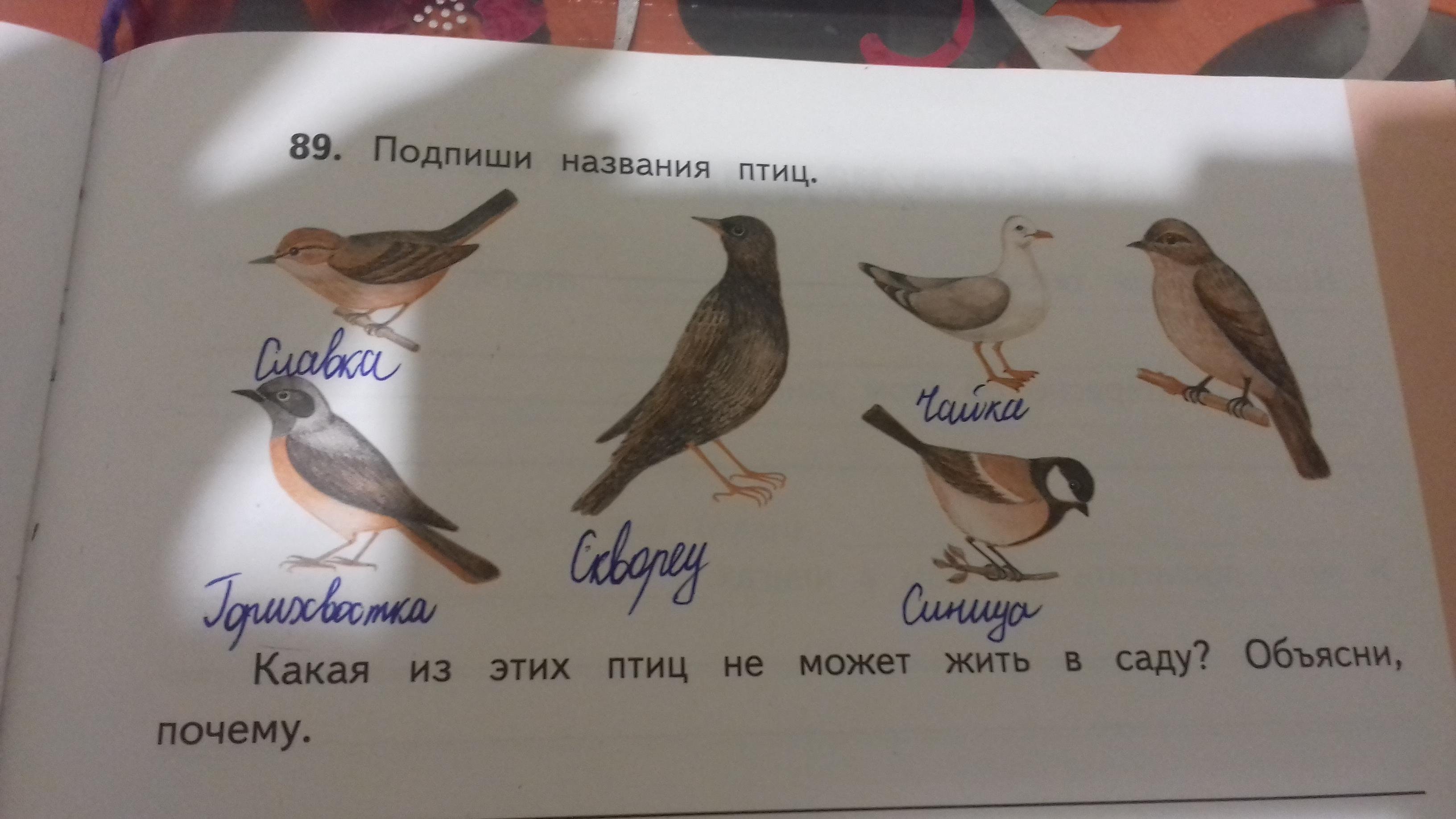Найди слова птички. Подпиши названия птиц. Подпиши названия этих птиц. Подписать названия птиц. Название птицы окружающий мир.