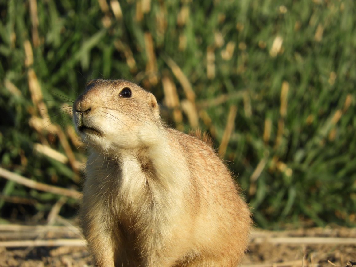Степная пеструшка Lagurus Lagurus (Pallas, 1773)