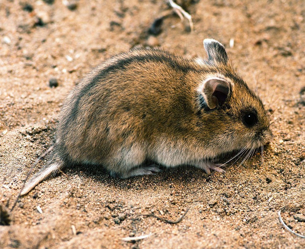 Полевая мышь полевка