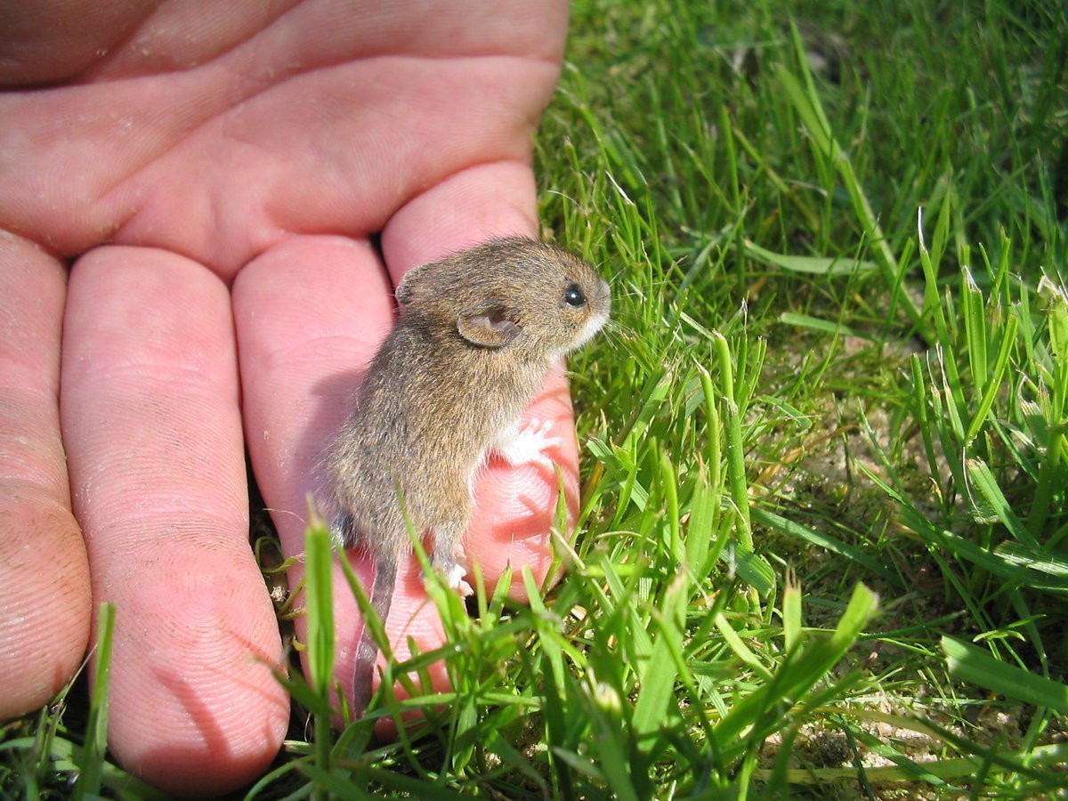 Сумчатый бурундук