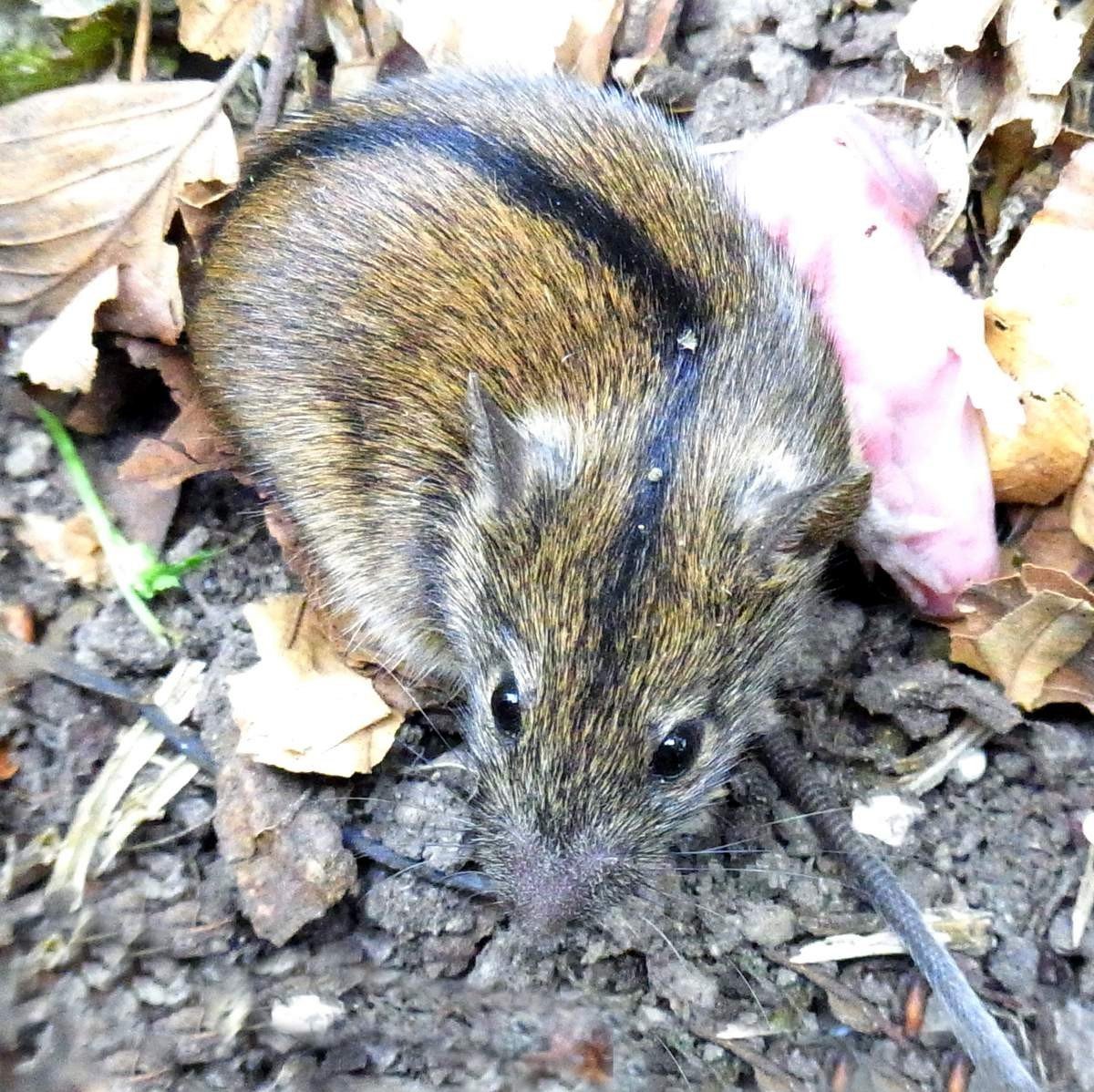 Крымский Степной суслик
