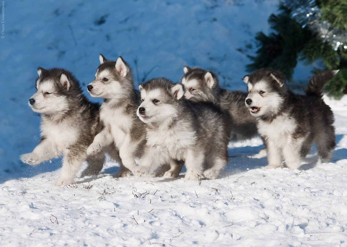 Аляскинский маламут Коцебу