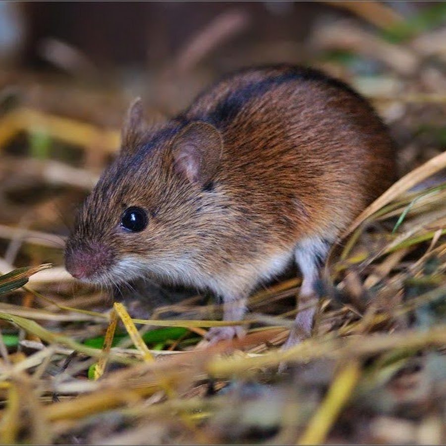 Полевая мышь Apodemus agrarius Pallas.