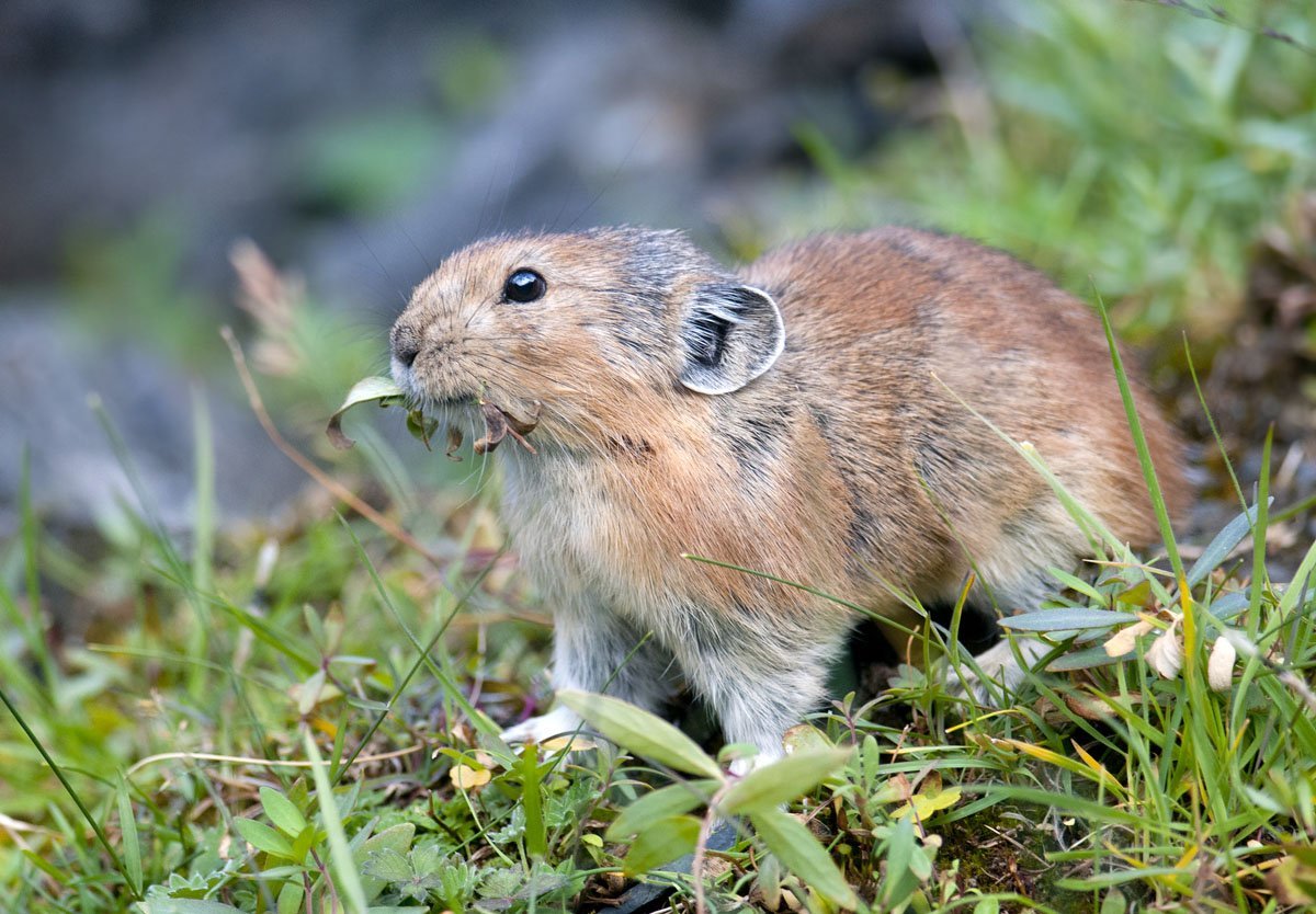 Даурская пищуха