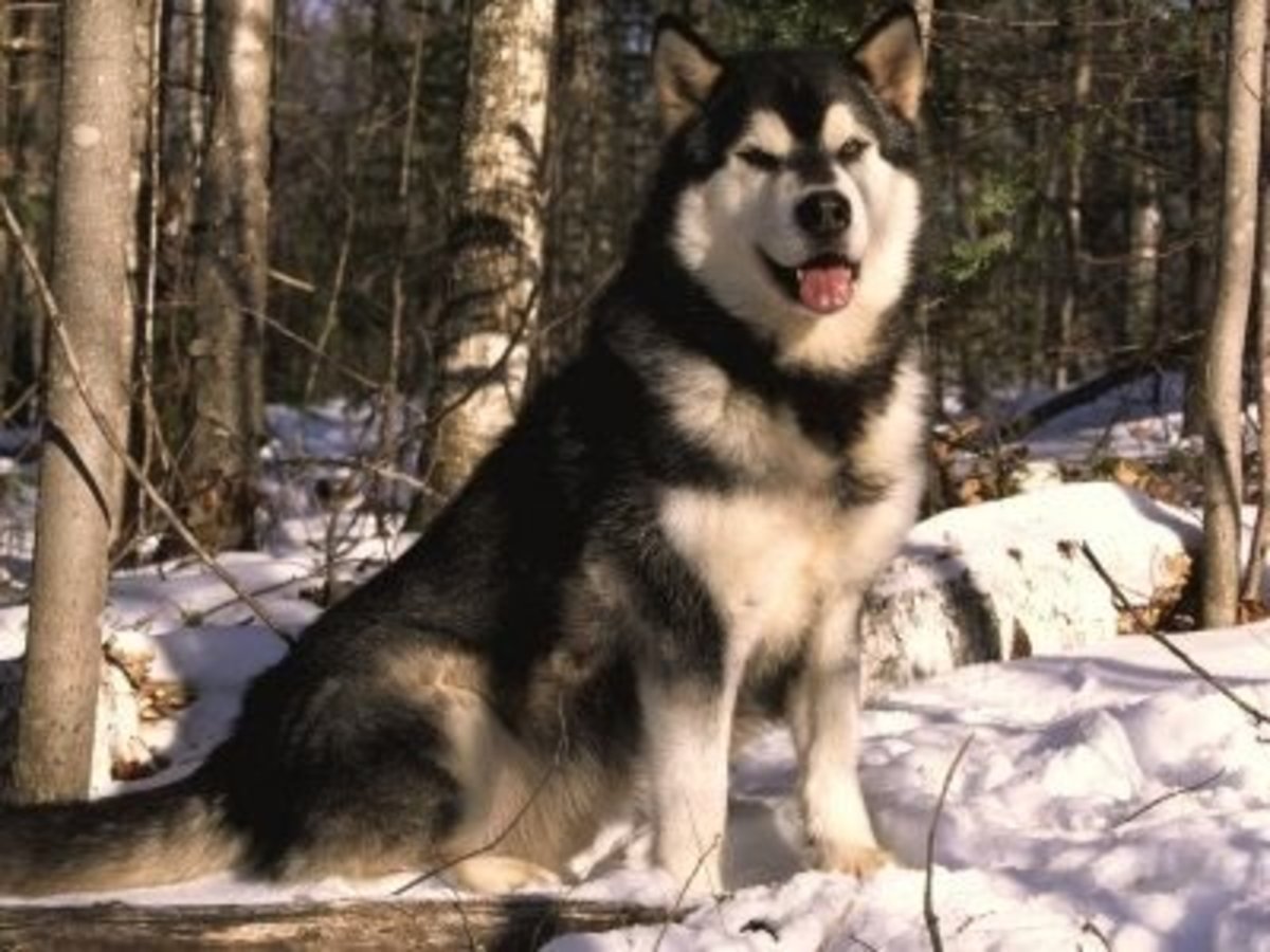 Аляскинский маламут пушистый