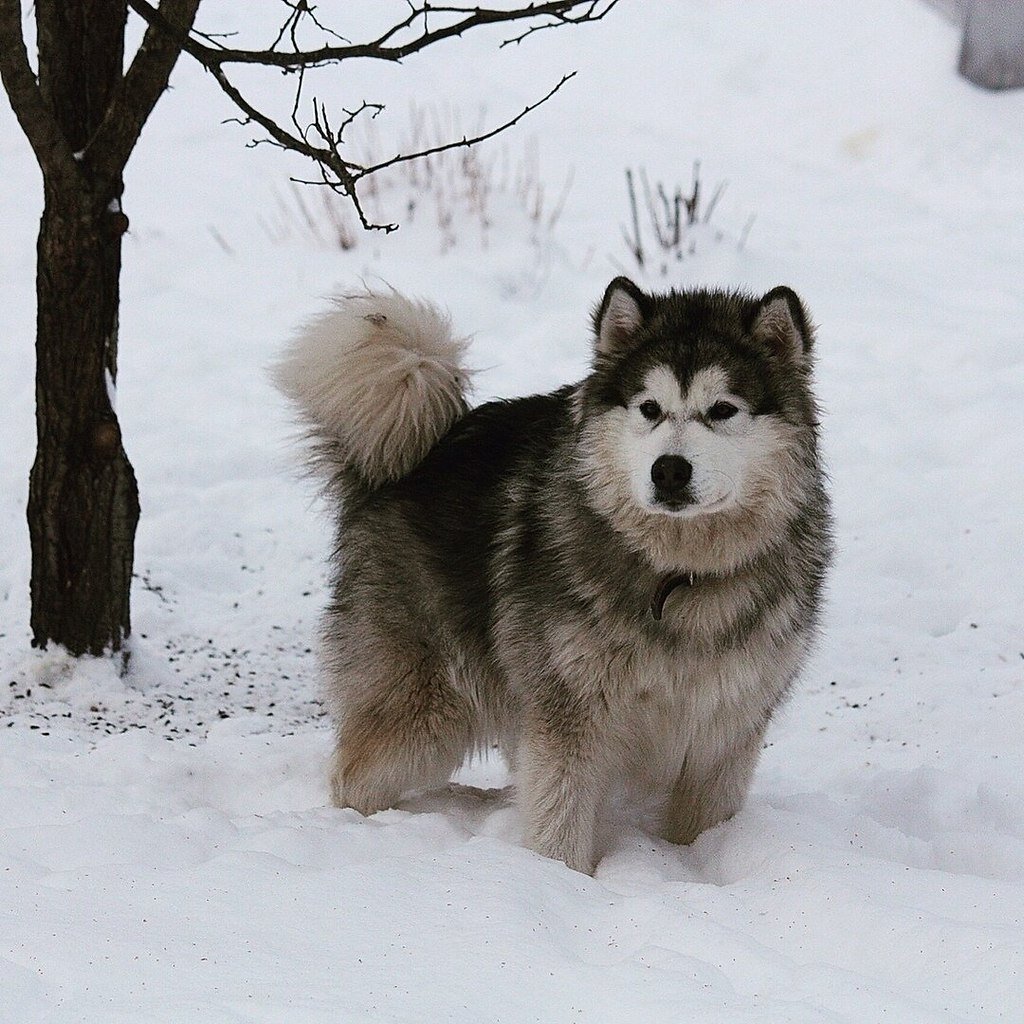Маламут Коцебу и МЛУТ отличия