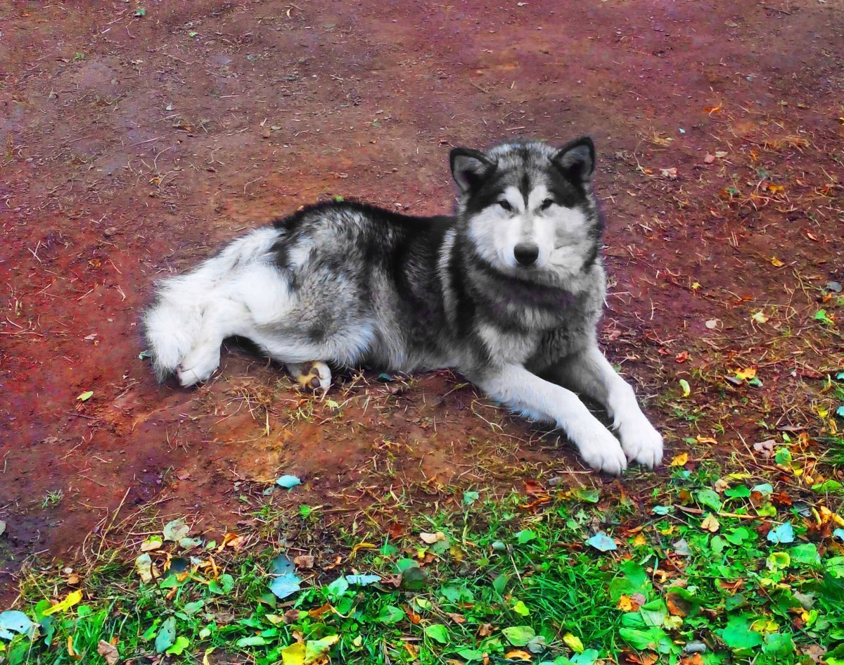 Маламут дикий