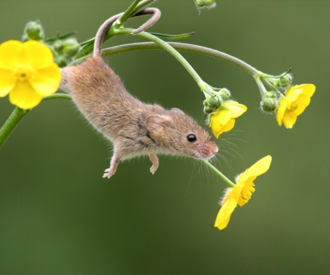 Европейская рыжая полевка