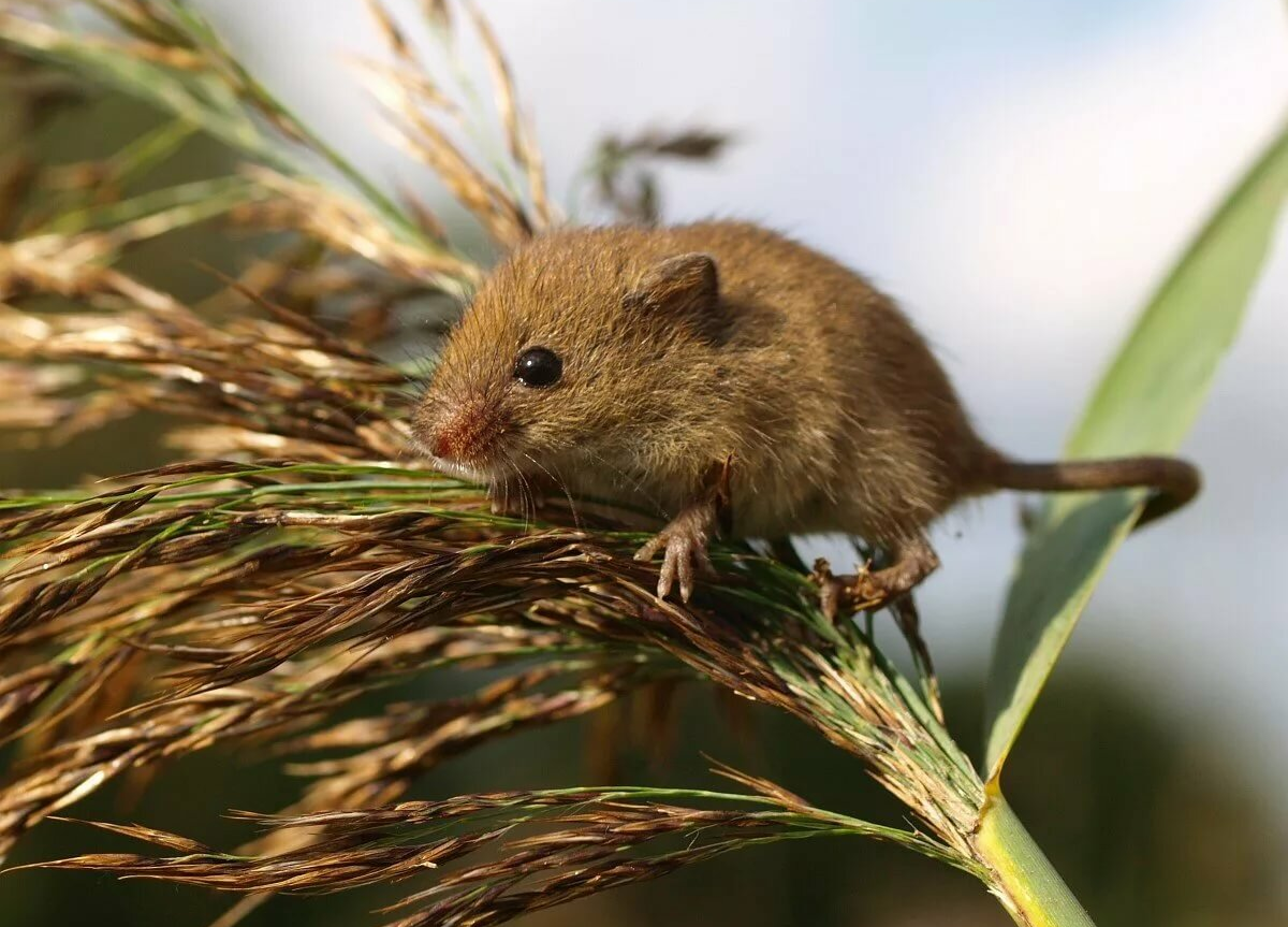 Грызуны Урала