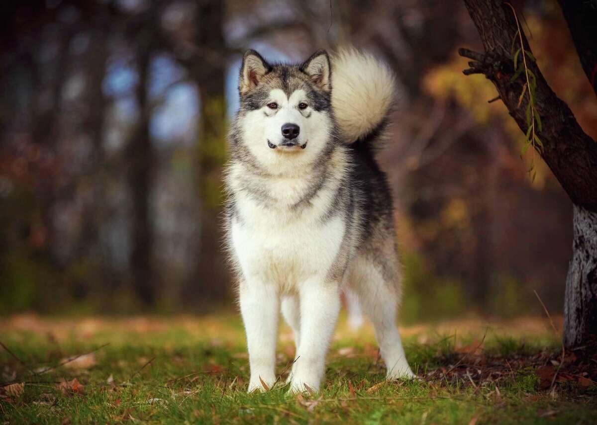 Лайка Аляскинский маламут