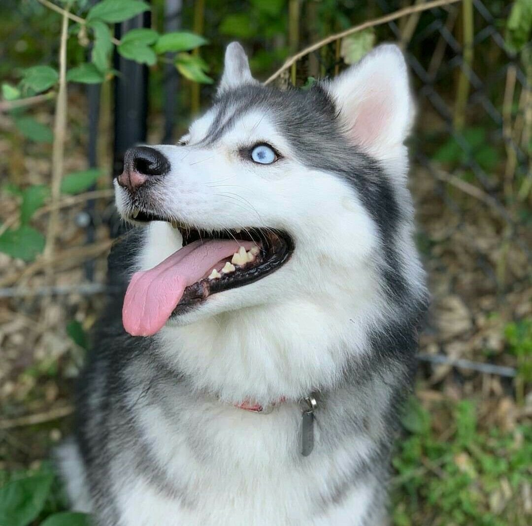 Аляскинский маламут пушистый