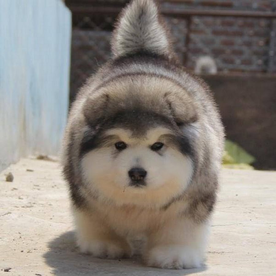 Аляскинский маламут самый большой