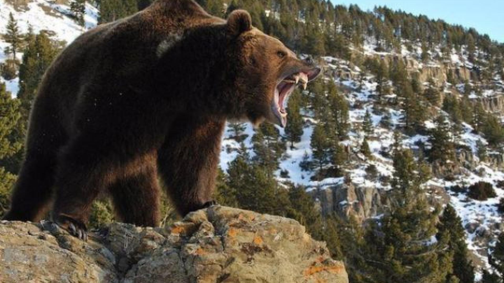 Животное тайги бурый медведь. Бурый медведь (Ursus arctos). Северная Америка медведь Гризли. Сибирский бурый медведь. Бурый медведь в тайге.