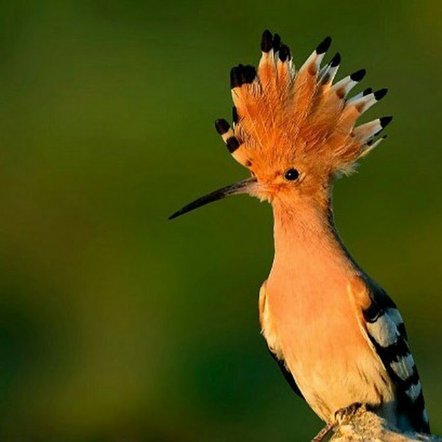 Cedar Waxwing птица