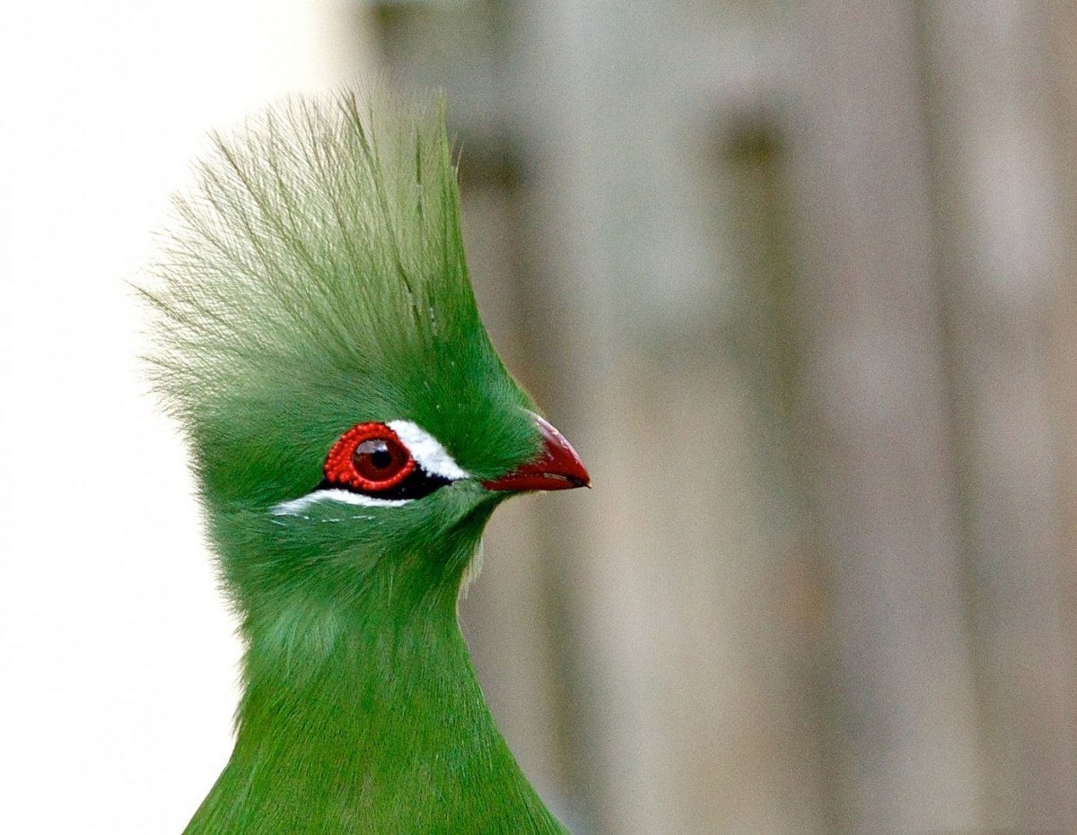 Амурский свиристель