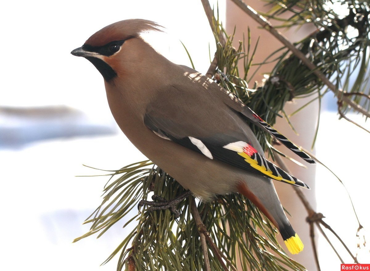 Синица гренадерка