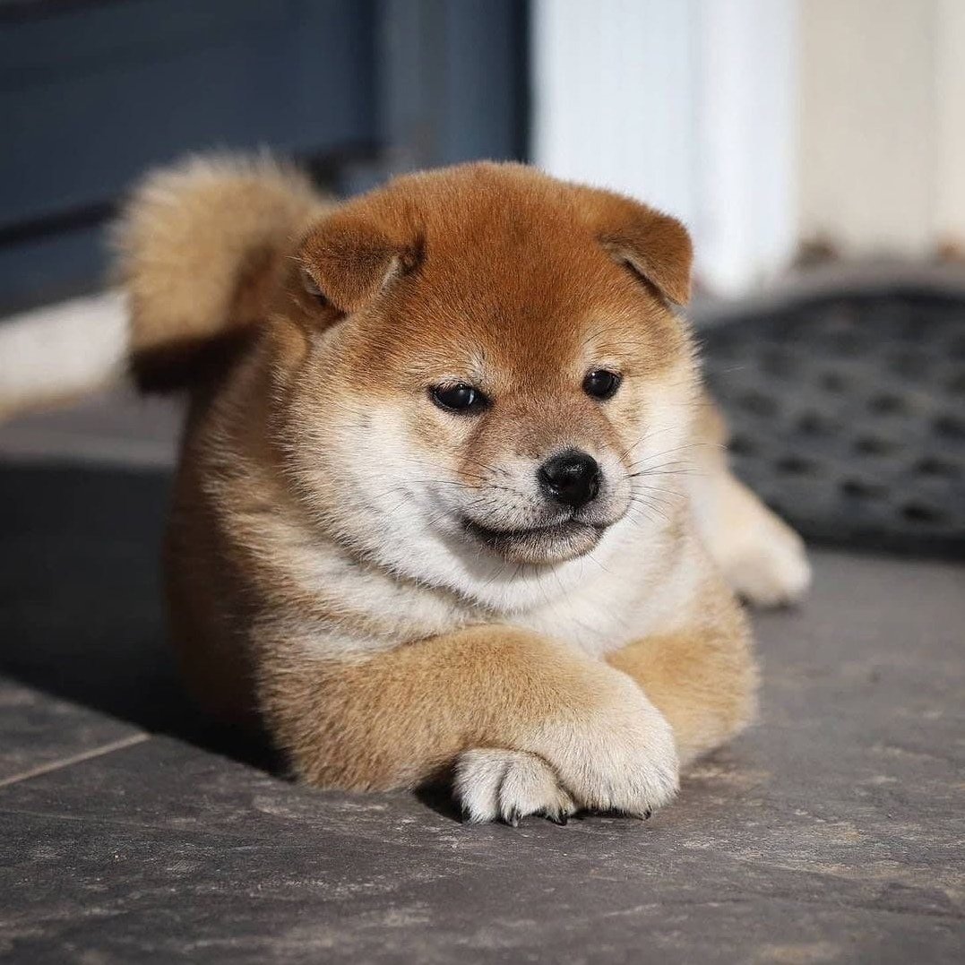 Задумчивый ину