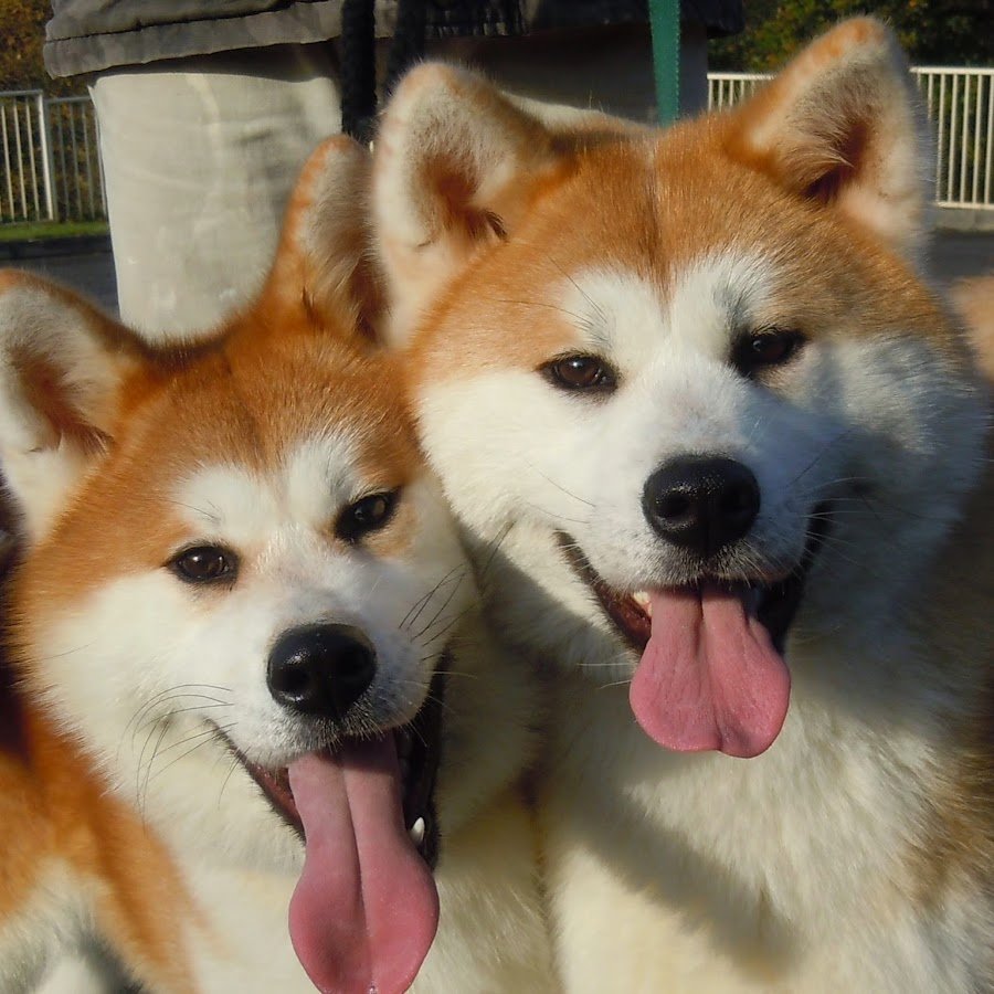 Толстая Акита ину