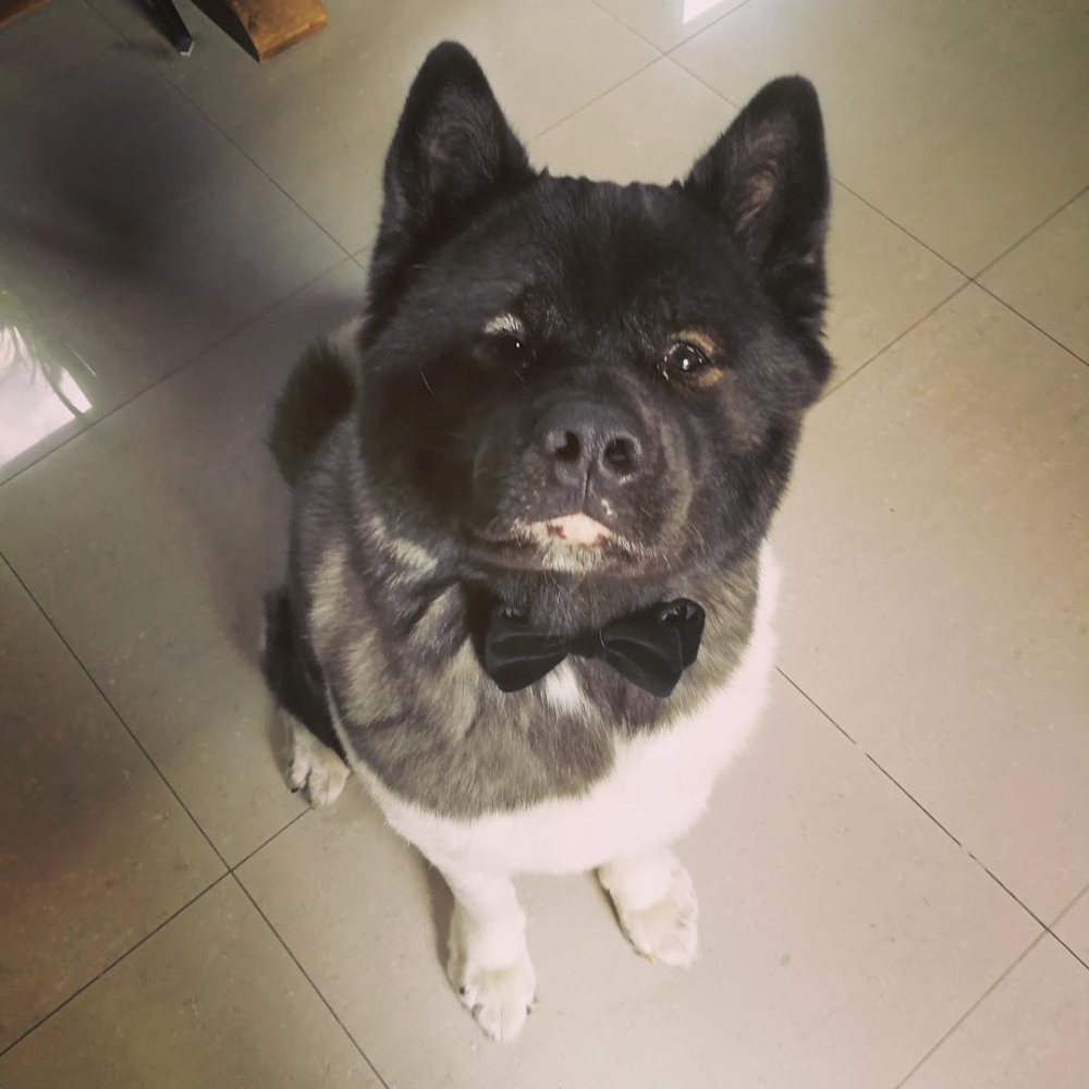 Американская Акита Мем