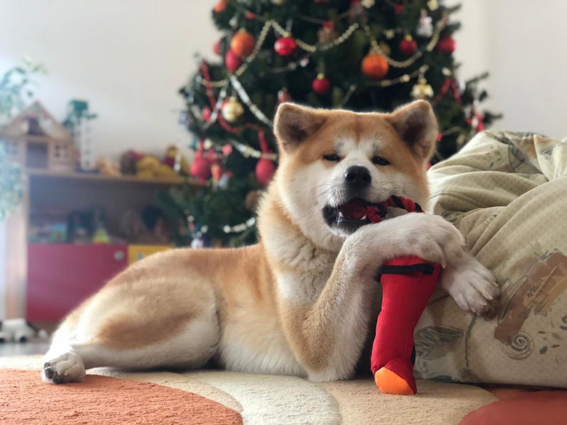 Американская Акита злая