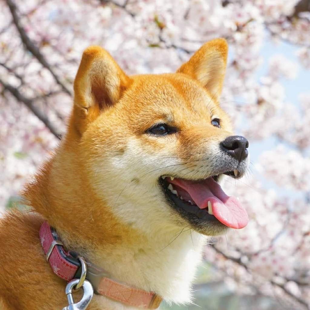 Фотосессия с собакой акитой