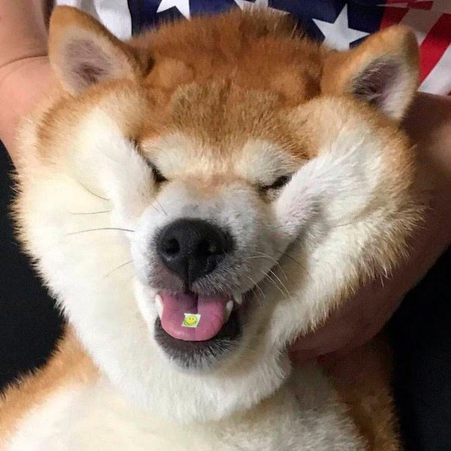 Акита ину игрушки целуйтесь Мем