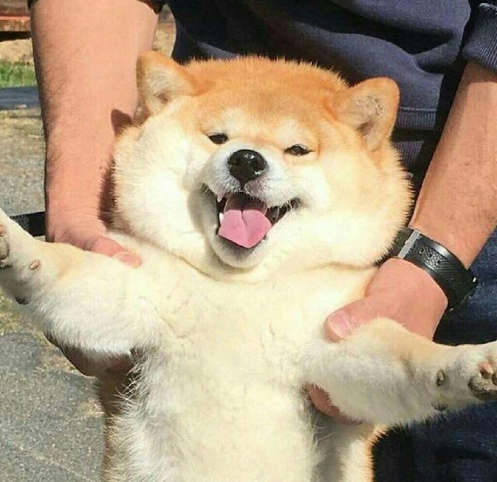 Американская Акита Генри Кавилл