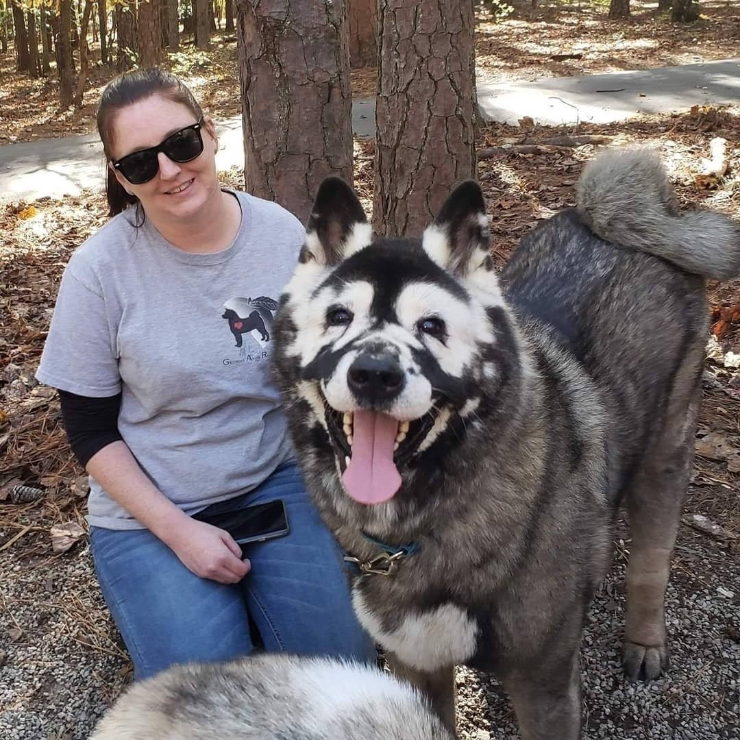 Американская Акита взрослая