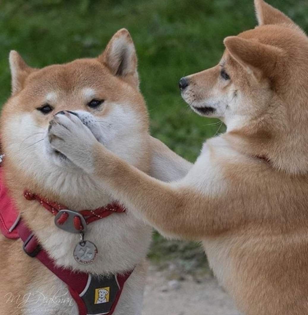 Канадская Акита ину