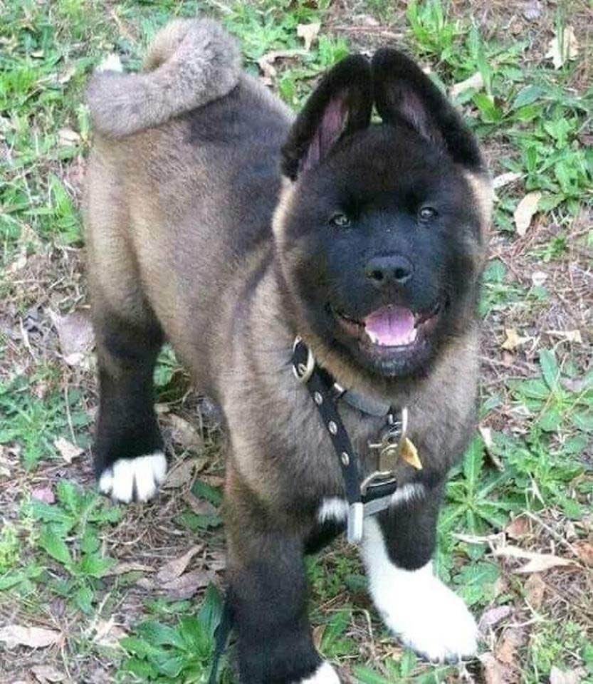 Акита-ину американская черная