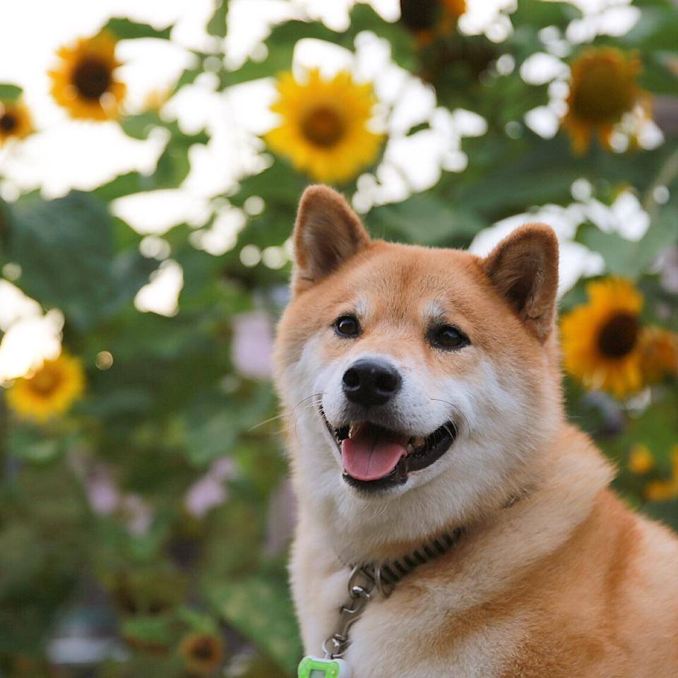 Акита ину Марутаро