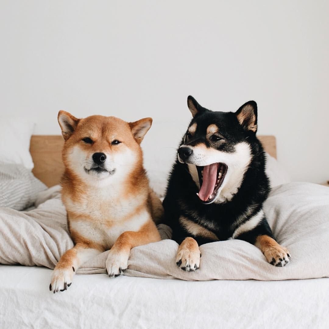 Шиба ину мини